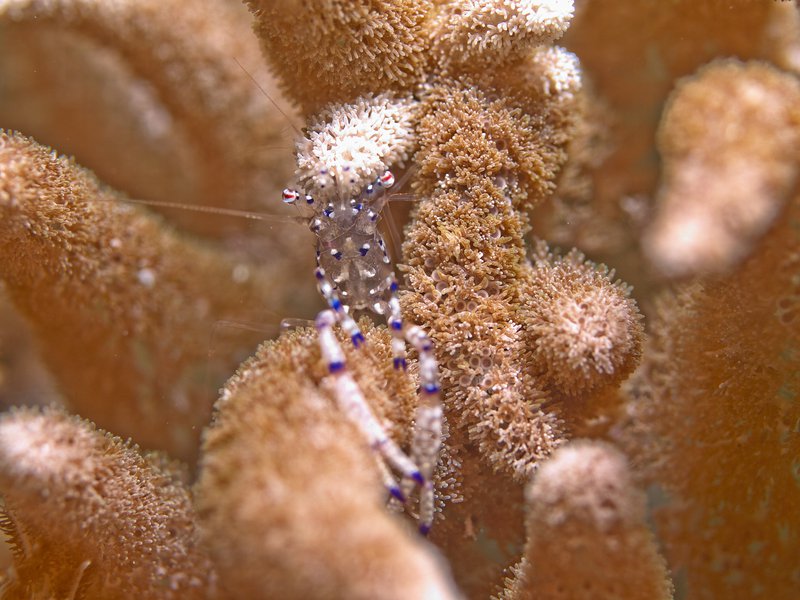 Shrimp, Bounty